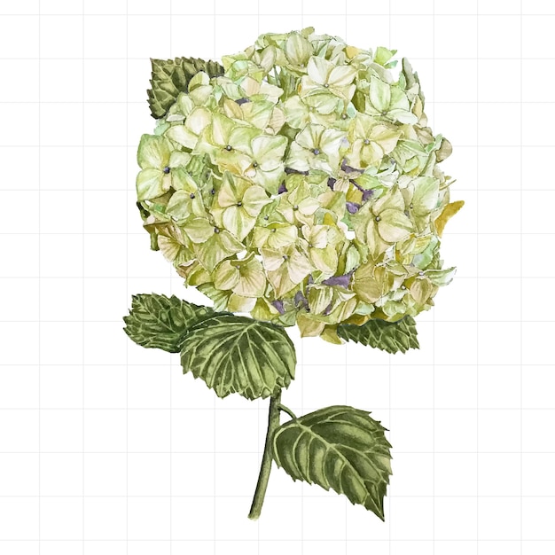 Vector watercolor blue hydrangea on a white background handdrawn illustration