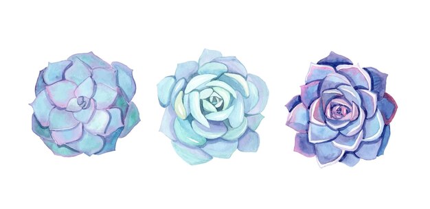 Watercolor blue succulents set isolated on white