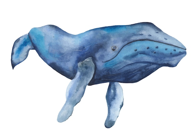 Watercolor blue whale clipart