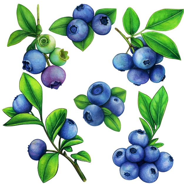 Watercolor blueberry elements botanical illustration