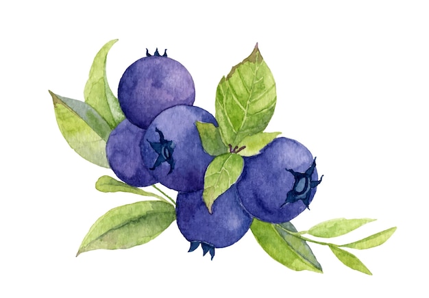 Watercolor Blueberry Hand painted illustration of Blue Berry Forest Plant with green leaves