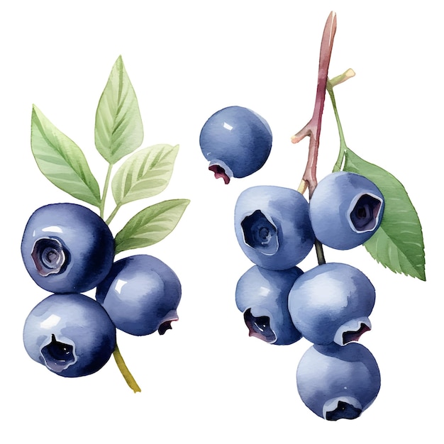 watercolor blueberry