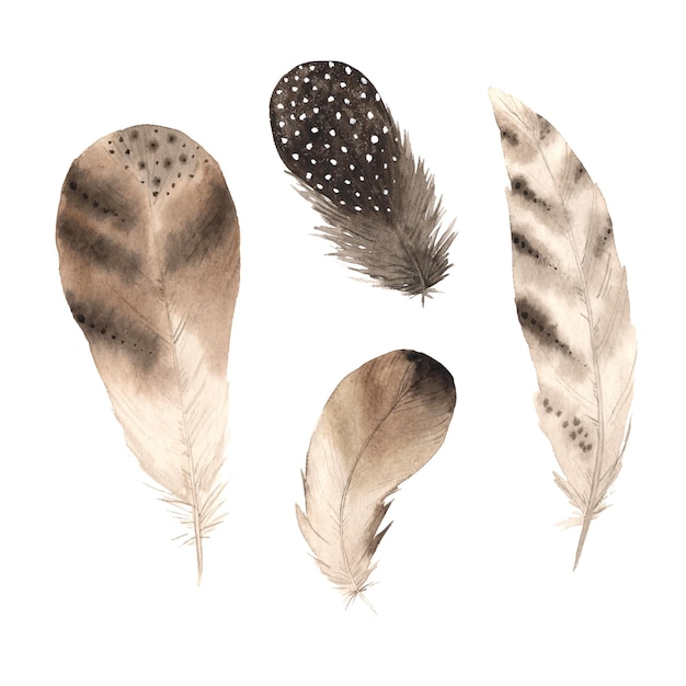 Акварель бохо коричневые перья от птицы, изолированной на белом