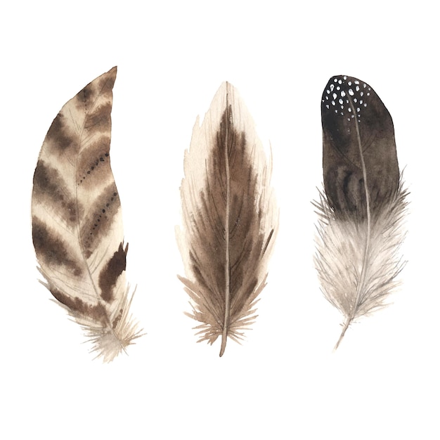 Watercolor boho brown feathers from bird isolated on white
