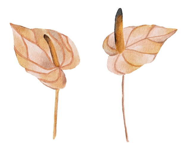 수채화 boho 식물 세트 꽃 그림 수채화 boho 잎