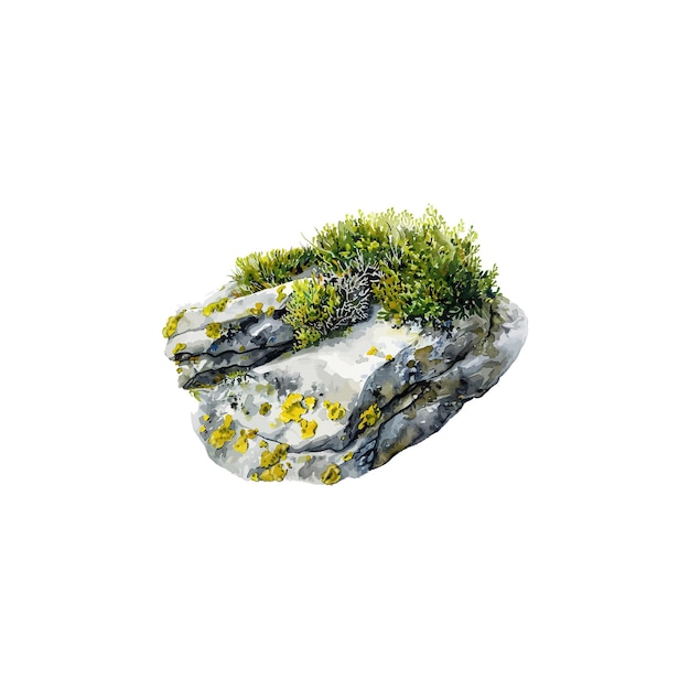 Vector watercolor botanical art of moss and lichen on stone vector illustration design