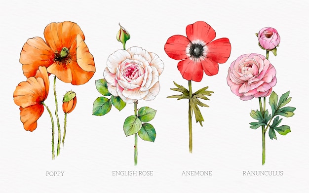 Vector watercolor botanical flower chart set