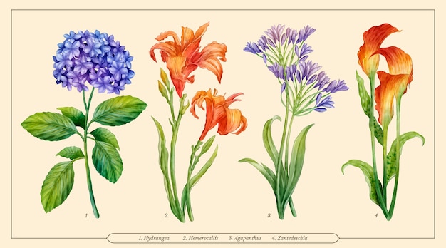 Vector watercolor botanical flower chart set