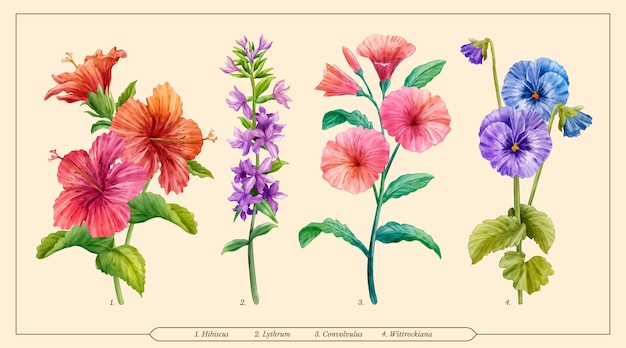 Vector watercolor botanical flower chart set