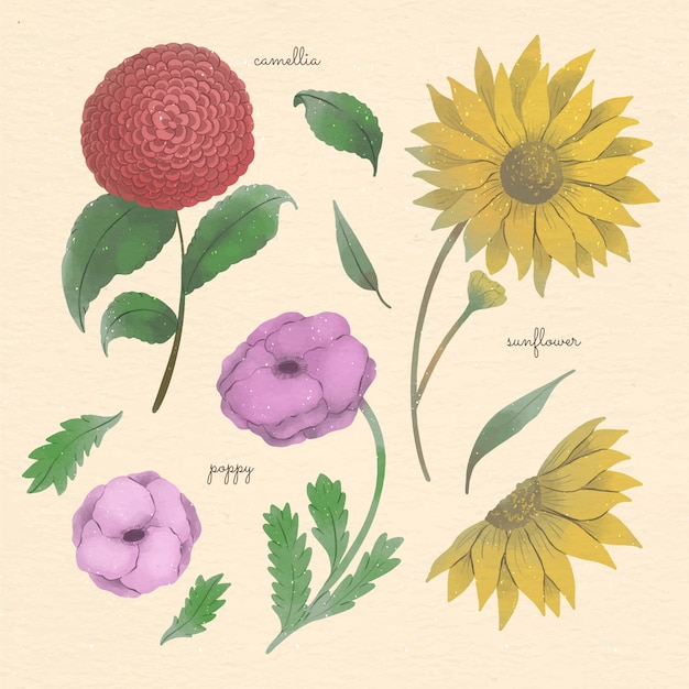 Watercolor botanical flower chart