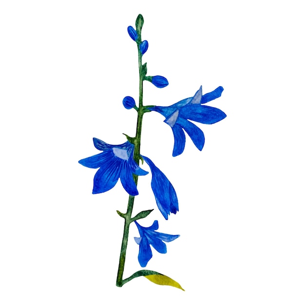 Watercolor botanical illustration  of a bluebell