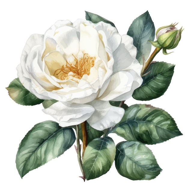 Vettore acquerello illustrazione botanica di rosa per il tuo design oggetto naturale isolato su sfondo bianco