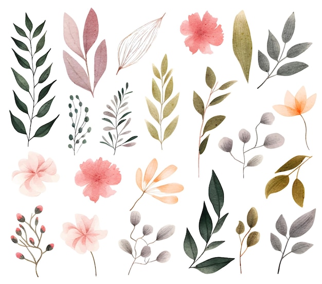 Vector watercolor botanical illustrations set