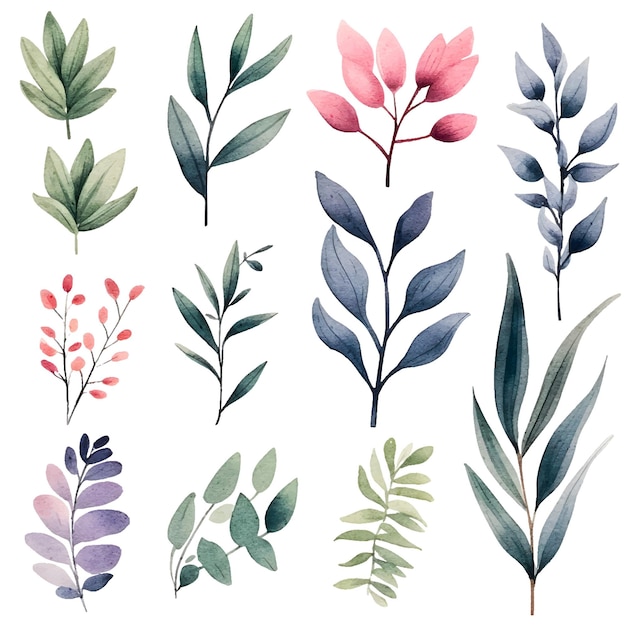 watercolor botanical illustrations set