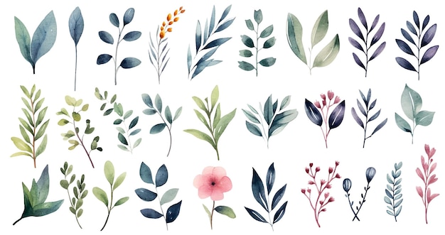 watercolor botanical illustrations set