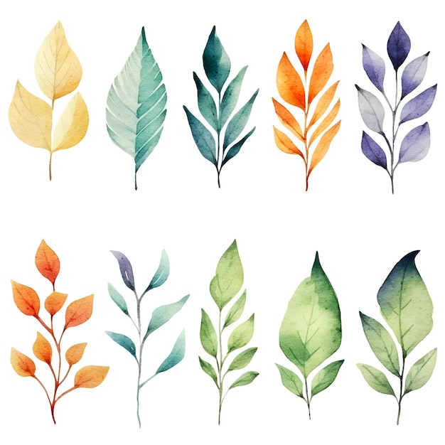 watercolor botanical illustrations