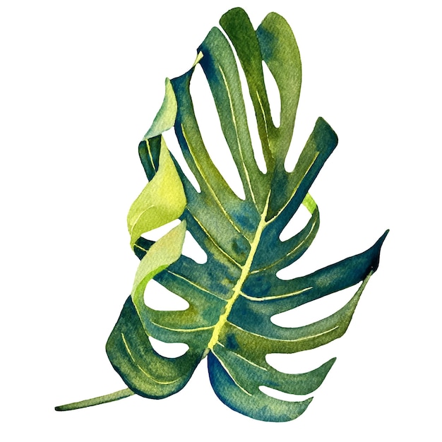 Vector watercolor botanical leaf of monstera in modern style. great for greeting cards, wedding invitations