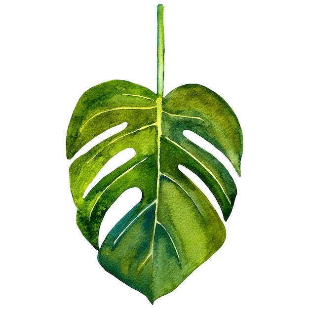 Watercolor botanical leaf of monstera in modern style