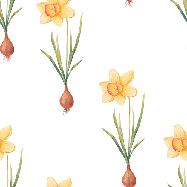 Watercolor botanical realistic floral pattern with narcissus yellow daffodil on a white background