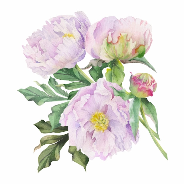 손으로 그린 섬세한 분홍색 모란 꽃 봉오리와 흰색 배경에 고립 된 잎 수채화 꽃다발 배열 결혼식 사랑 또는 인사말 카드 종이 인쇄 섬유