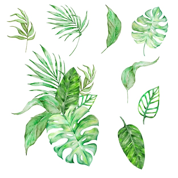 watercolor bouquet of bright tropical leaves for design