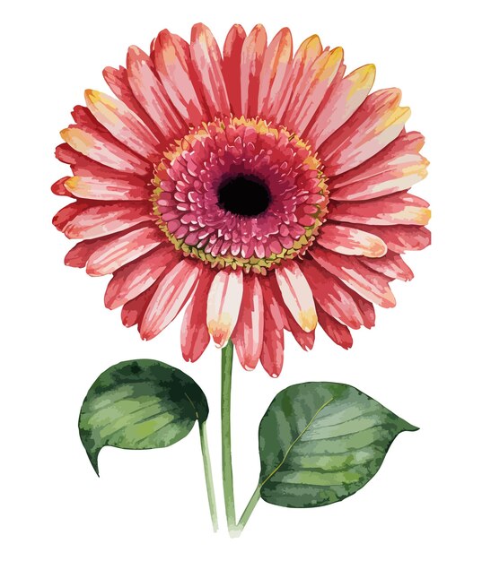 Vettore bouquet acquerello di fiore gerbera isolato su sfondo bianco composizioni floreali acquerello