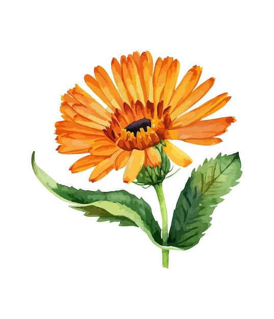 Vector watercolor bouquet of orange gerbera flower isolated on white background watercolor floral bouquet