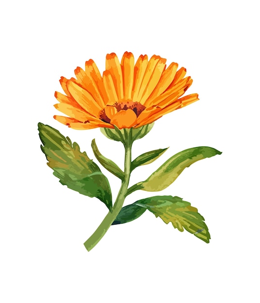 Watercolor bouquet of orange gerbera flower isolated on white background watercolor floral bouquet