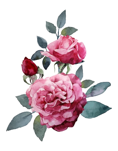 Watercolor bouquet of pink roses