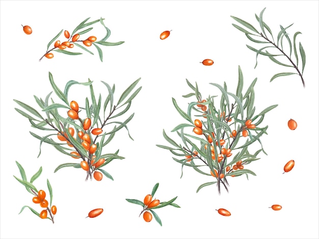 Watercolor bouquet of sea buckthorn isolated on white Juicy orange berries on branch with leaves