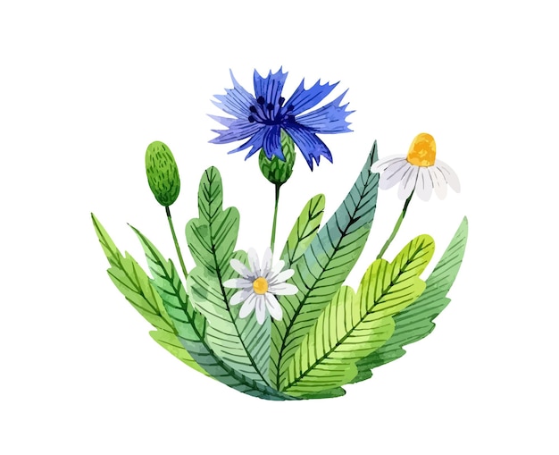 Vector watercolor bouquet with daisy cornflowers and leaves beautiful wildflowers