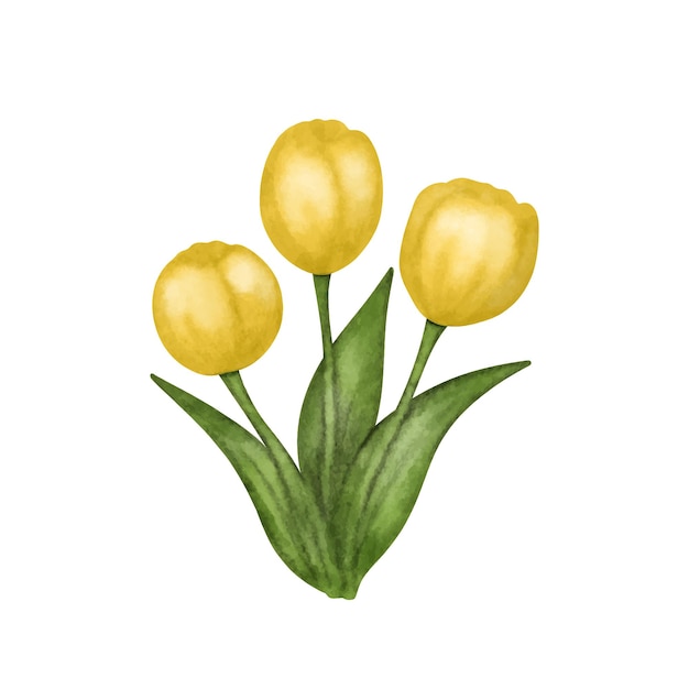 Vector watercolor bouquet of yellow tulips isolated on white background