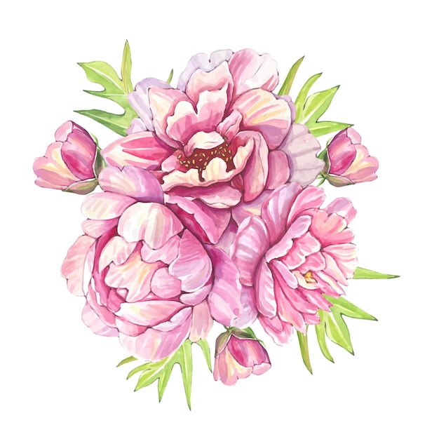 Watercolor bouquets of pink peonies botanical illustration