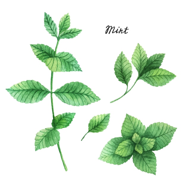 Watercolor branches and leaves of mint