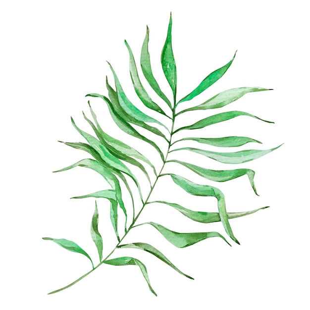 Акварель ярко-зеленый тропический лист для летних дизайнов