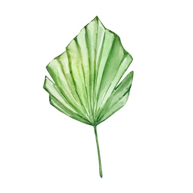 Watercolor bright green tropical leaf for summer designs