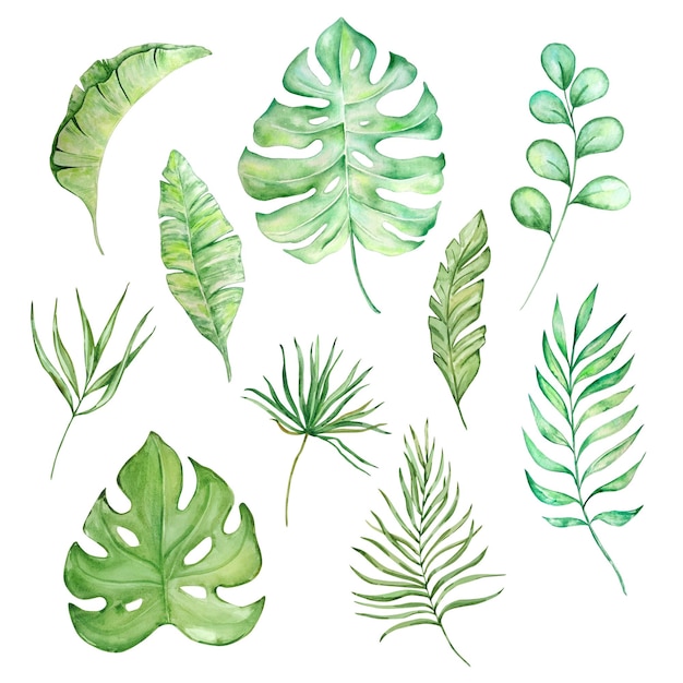watercolor bright green tropical leaves for summer designs