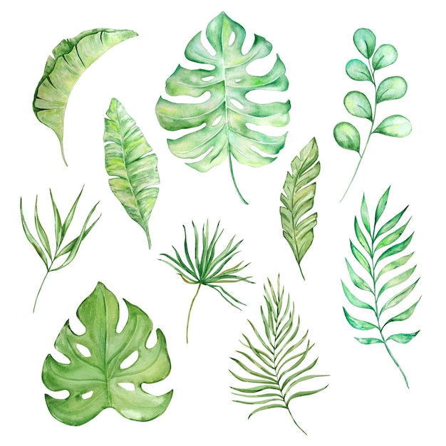 Vector watercolor bright green tropical leaves for summer designs