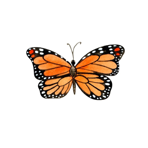 Watercolor bright orange butterfly illustration