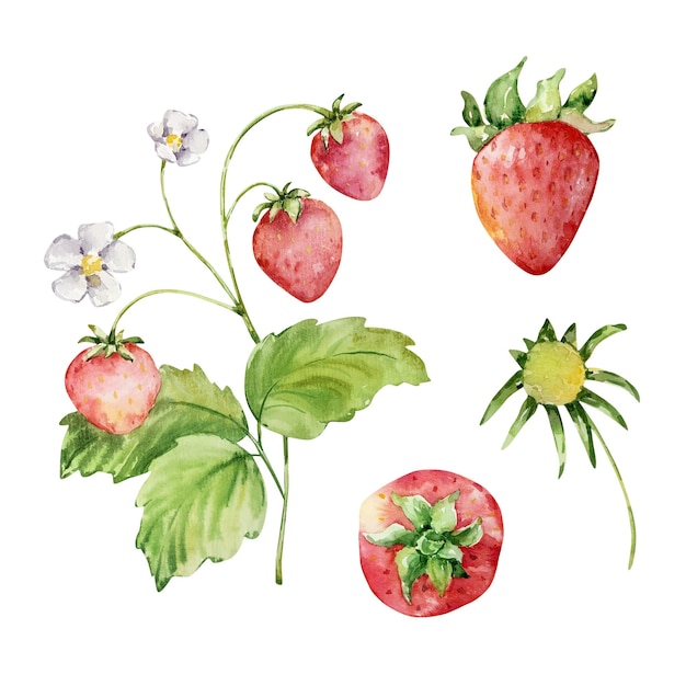 Watercolor bright red strawberry berry set