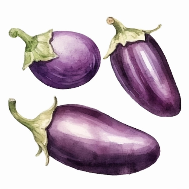 Vector watercolor brinjal eggplant vector art 2023 vegetables watercolor onions garlic clove turnip