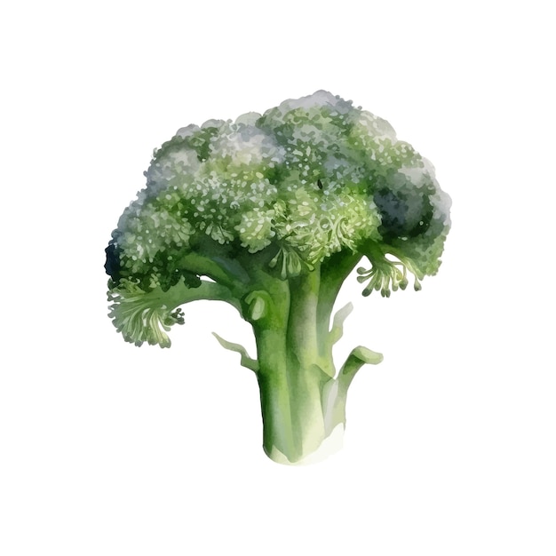 Watercolor Broccoli Illustration Handdrawn fresh food design element isolated on a white background