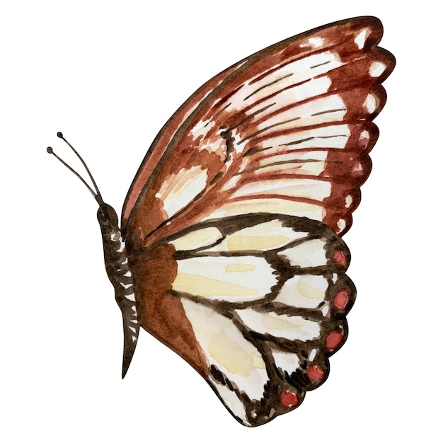 Watercolor brown butterfly moth