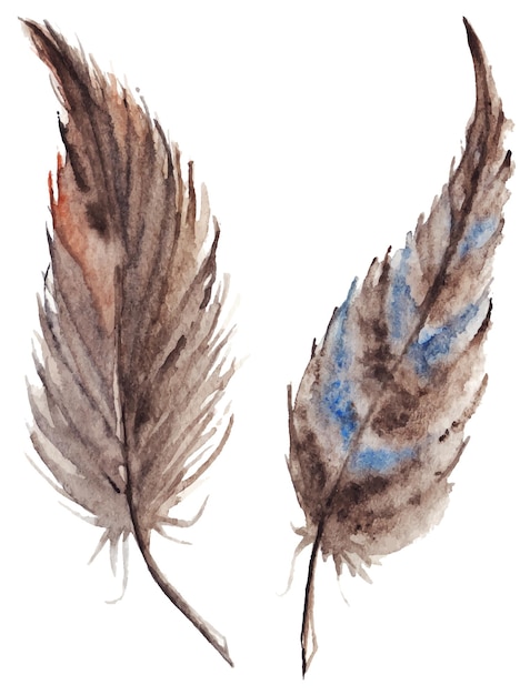 Watercolor brown gray grey feather pair vector set isolated