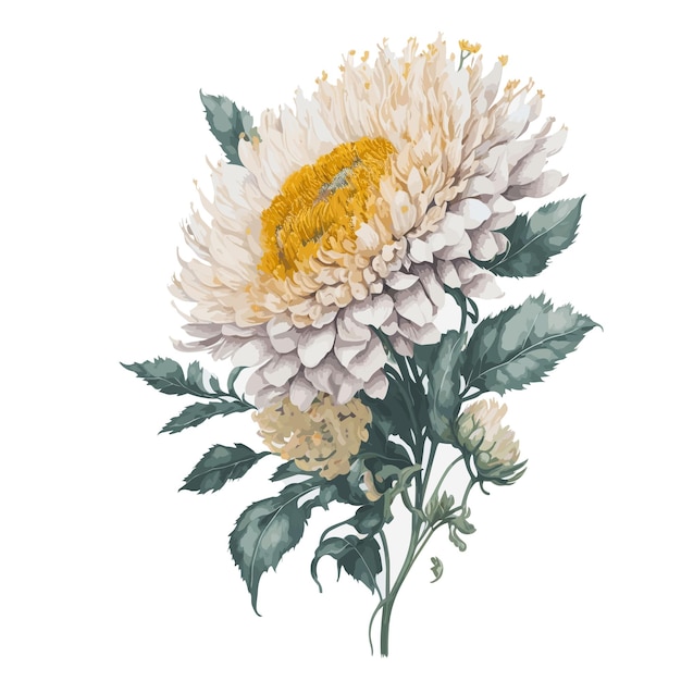 Watercolor brush chrysanthemum vector clipart floral