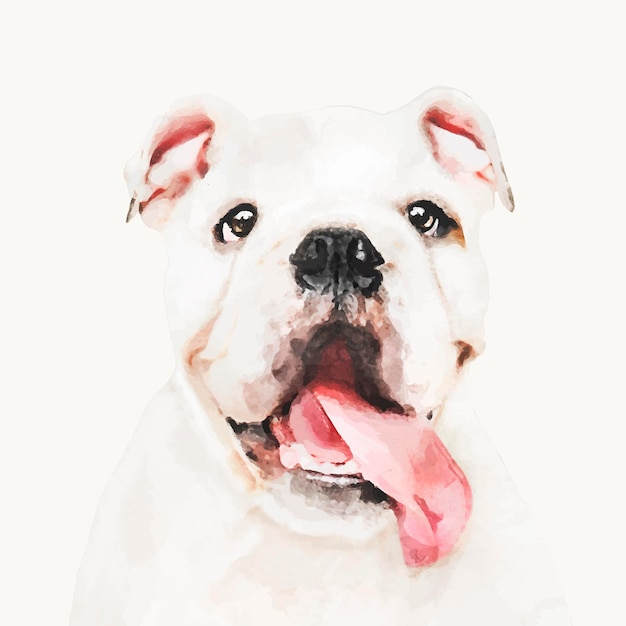 watercolor bulldog illustration animal design vector