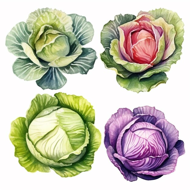 Watercolor Cabbage Vector Art 2023 Vegetables Watercolor Onions Garlic Clove Turnip Patato