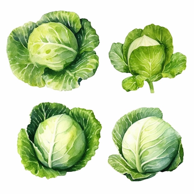 Watercolor Cabbage Vector Art 2023 Vegetables Watercolor Onions Garlic Clove Turnip Patato