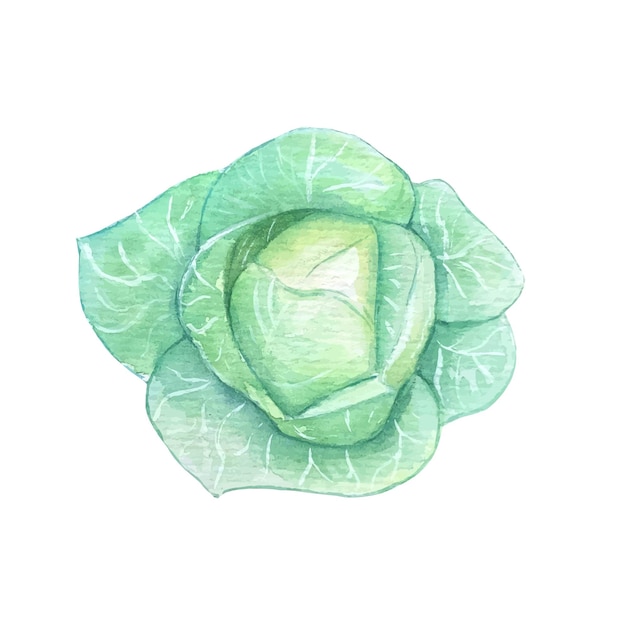 Watercolor cabbage