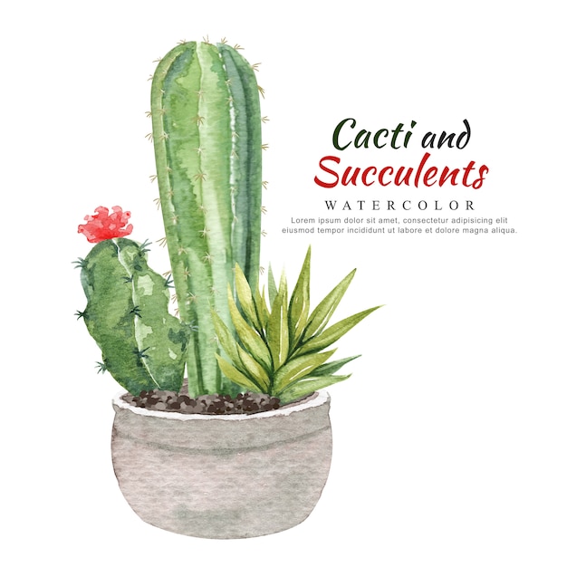 Watercolor cacti and succulents in flowerpot.